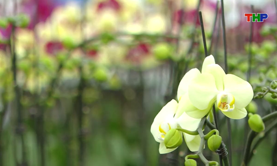 Bản tin tiếng Anh - Hai Phong News (14/01/2026)