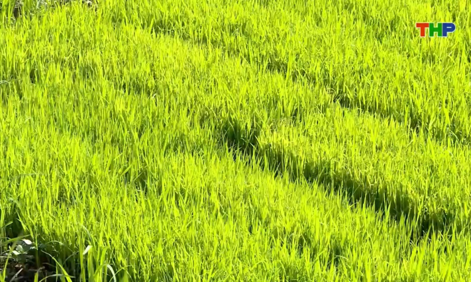 Bản tin thời sự trưa (15/01/2026)