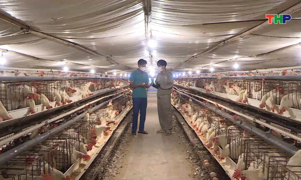 Ph&aacute;t triển ổn định, bền vững lĩnh vực chăn nu&ocirc;i