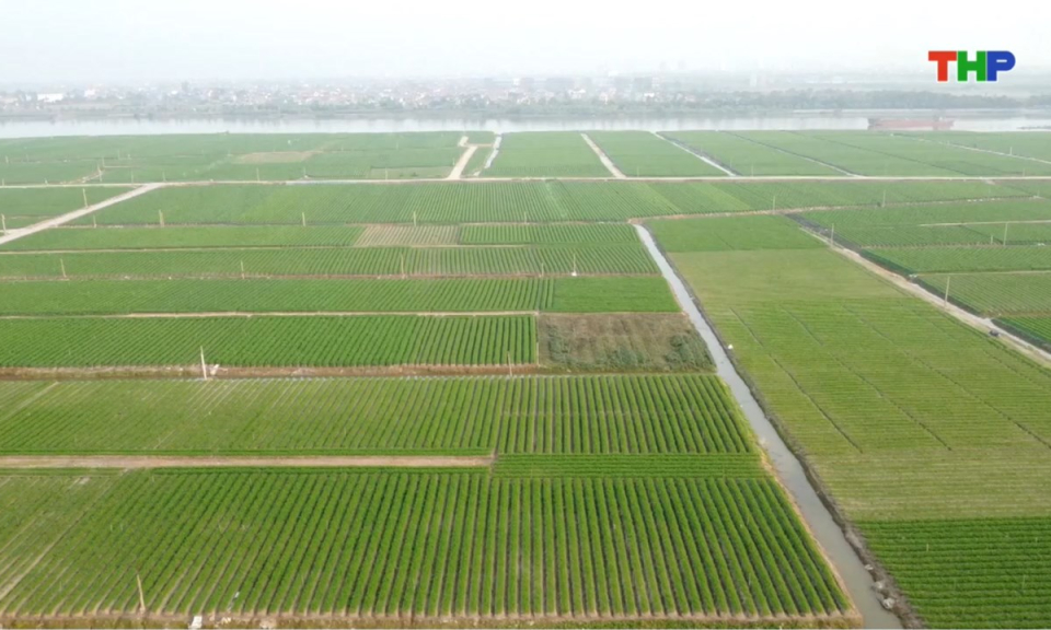 Bản tin thời sự cuối ng&agrave;y (15/01/2026)