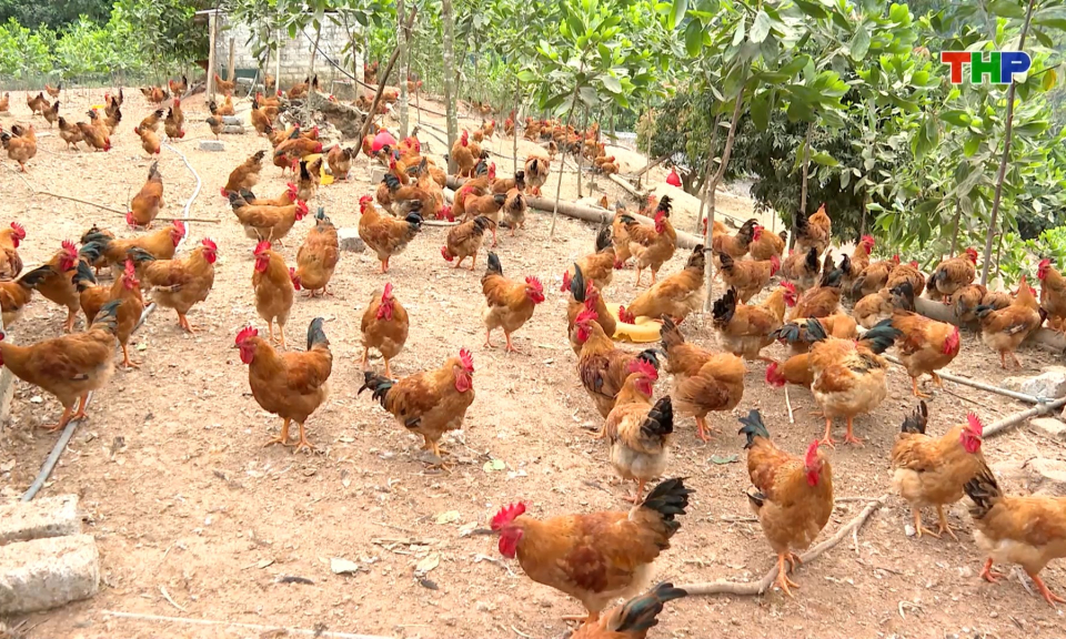 Chuẩn bị nguồn cung thực phẩm phục vụ Tết 