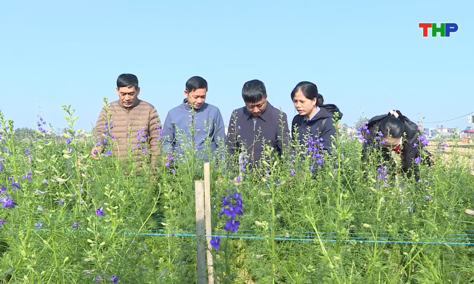 Bảo đảm nguồn cung hoa dịp Tết Nguy&ecirc;n đ&aacute;n