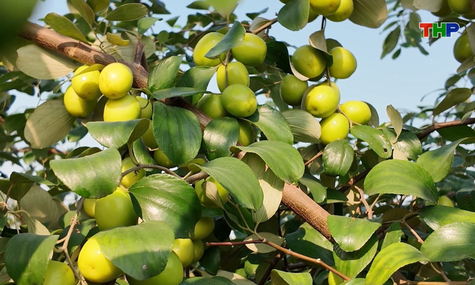 Ph&aacute;t triển m&ocirc; h&igrave;nh du lịch trải nghiệm tại phường Nam Đồ Sơn 