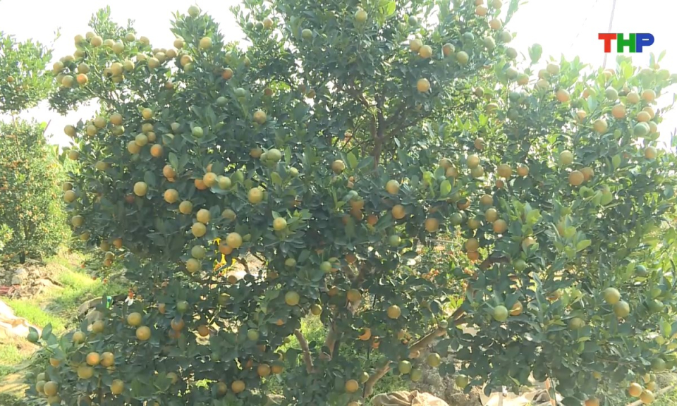 Bản tin tiếng Anh - Hai Phong News (17/01/2026)