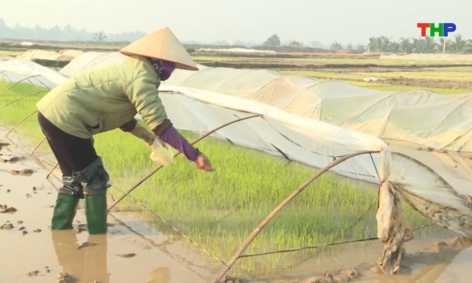 Chuẩn bị gieo cấy l&uacute;a vụ xu&acirc;n