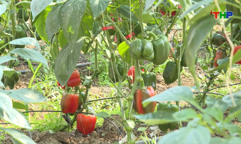 Bản tin thời sự s&aacute;ng (19/01/2026)