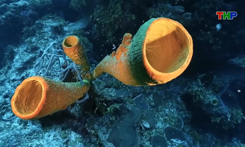 Thế giới mỗi ng&agrave;y (18/01/2026)