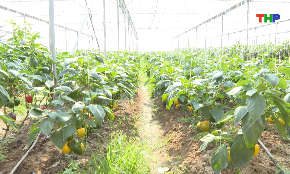 Triển vọng sản xuất n&ocirc;ng nghiệp trong nh&agrave; m&agrave;ng