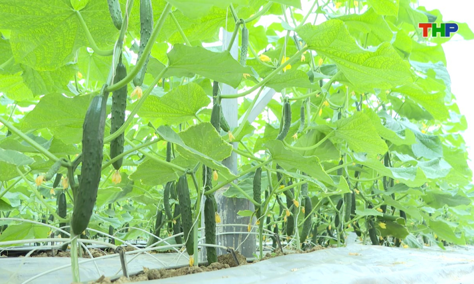 Bản tin tiếng Anh - Hai Phong News (19/01/2026)