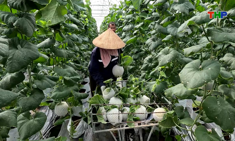 N&ocirc;ng th&ocirc;n mới Hải Ph&ograve;ng: Th&uacute;c đẩy ph&aacute;t triển n&ocirc;ng nghiệp xanh