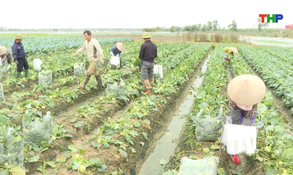 Rau vụ đ&ocirc;ng được m&ugrave;a, được gi&aacute;