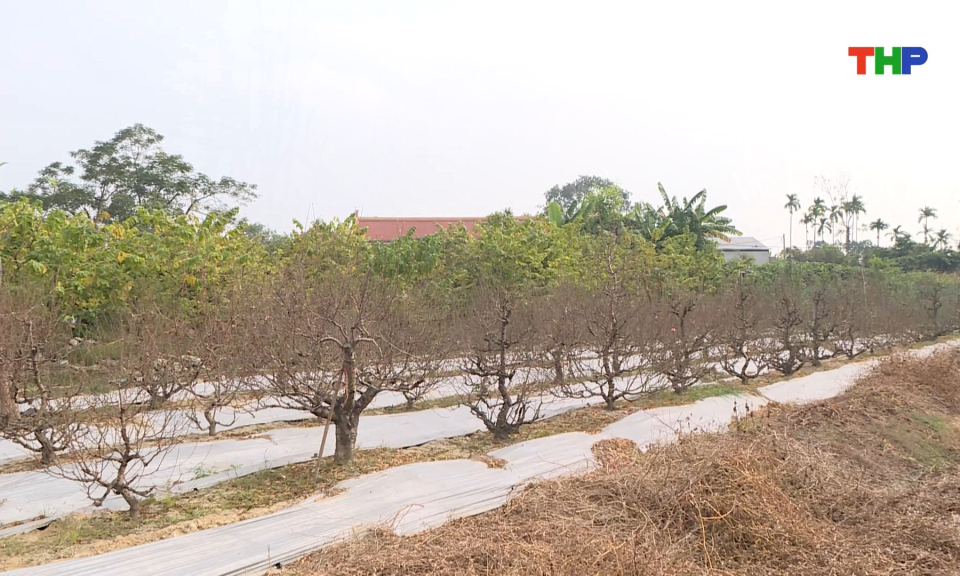 Vườn đ&agrave;o, quất tất bật chuẩn bị cho Tết Nguy&ecirc;n đ&aacute;n
