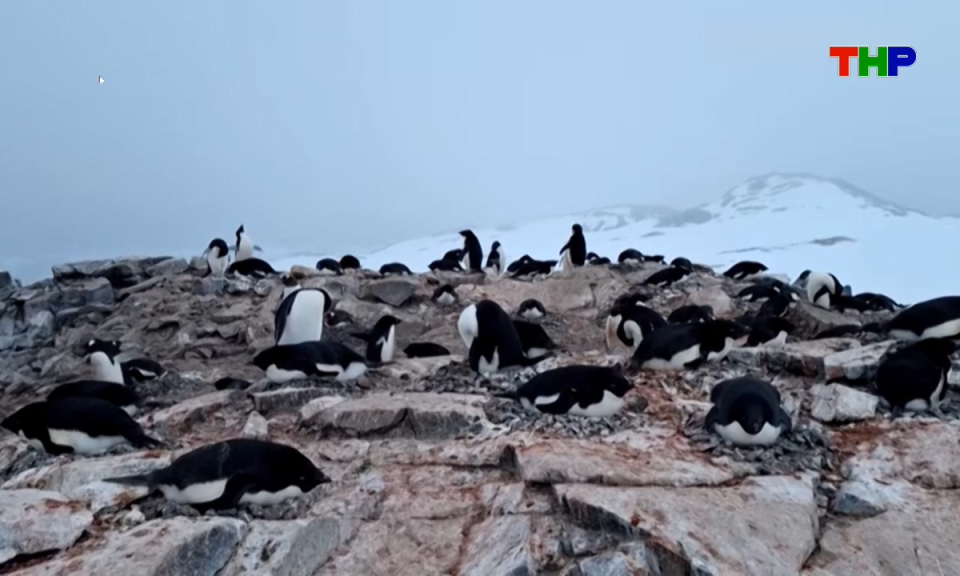 Thế giới mỗi ng&agrave;y (21/01/2026)