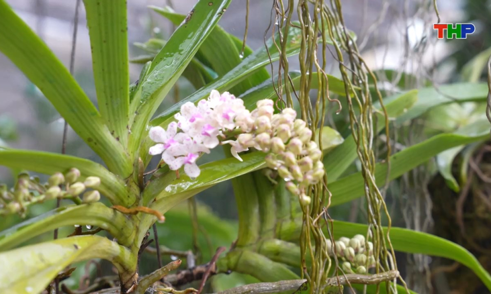 Chạm Hải Ph&ograve;ng: Ngọc điểm trước Xu&acirc;n