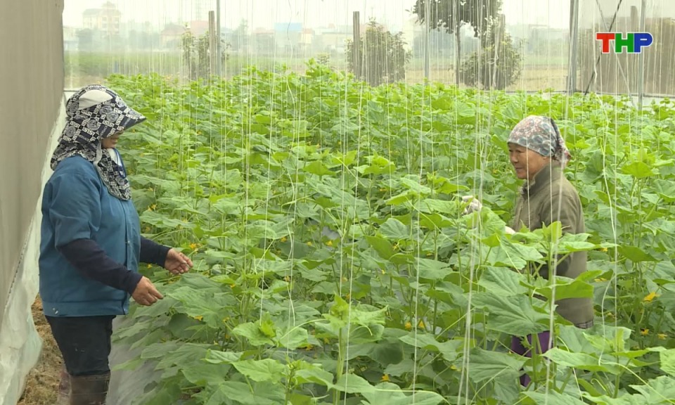 Bản tin tiếng Trung - 海防新闻 (23/01/2026)