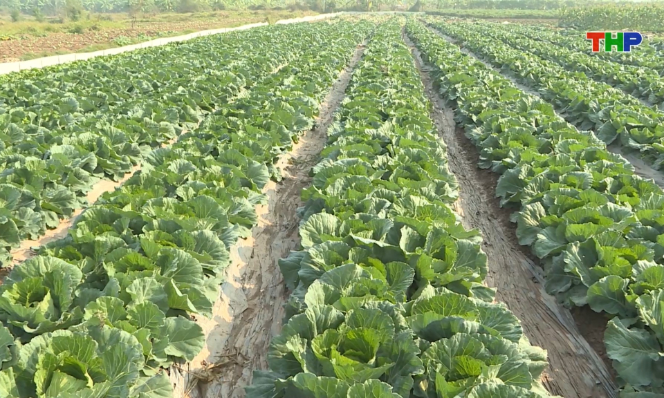 Dồi d&agrave;o nguồn cung n&ocirc;ng sản phục vụ Tết