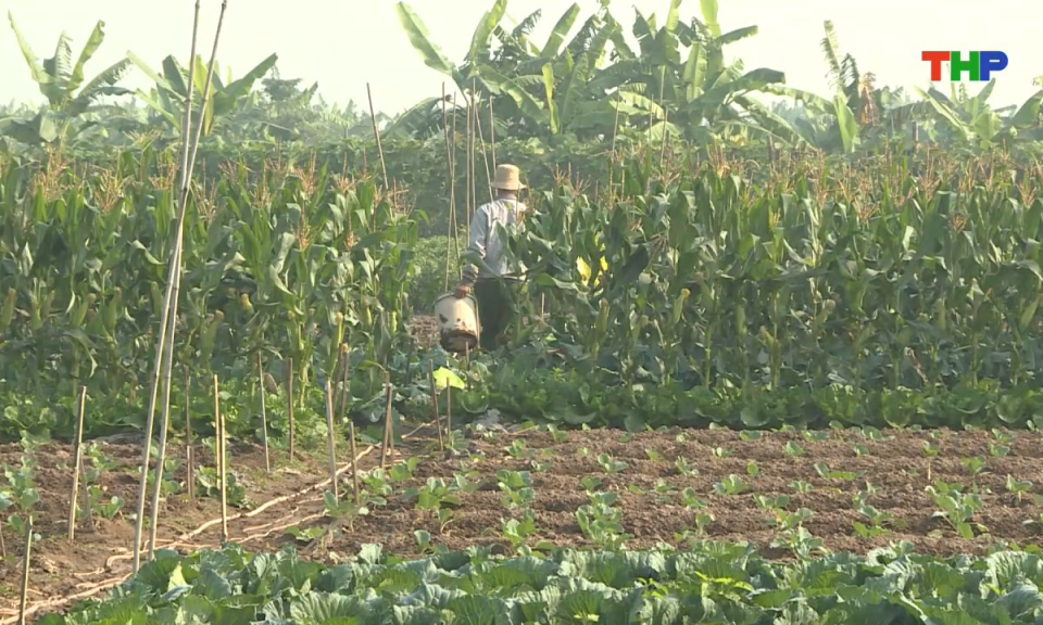 Bản tin tiếng Trung - 海防新闻 (24/01/2026)