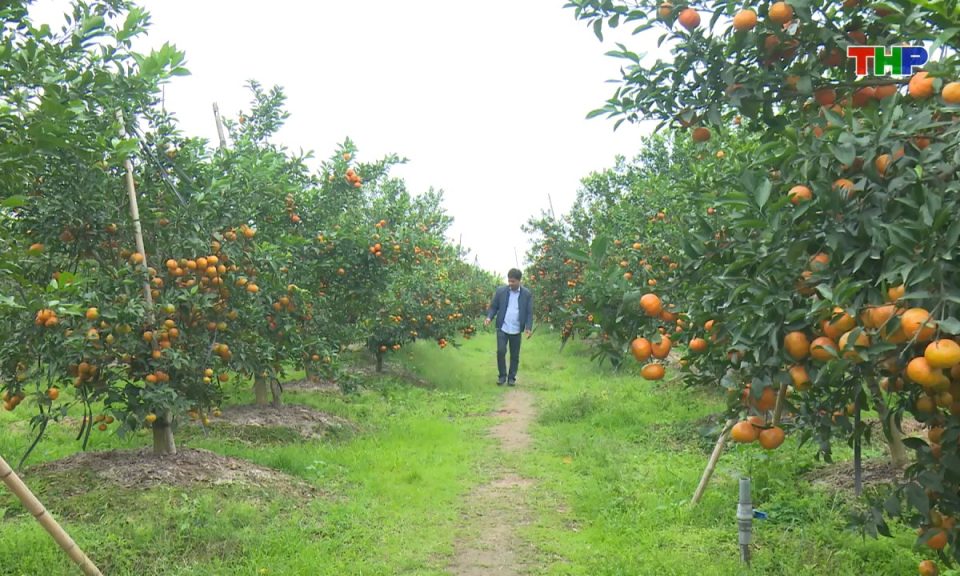Ch&acirc;n dung cuộc sống: Người gieo m&ugrave;a cam tr&ecirc;n qu&ecirc; hương 