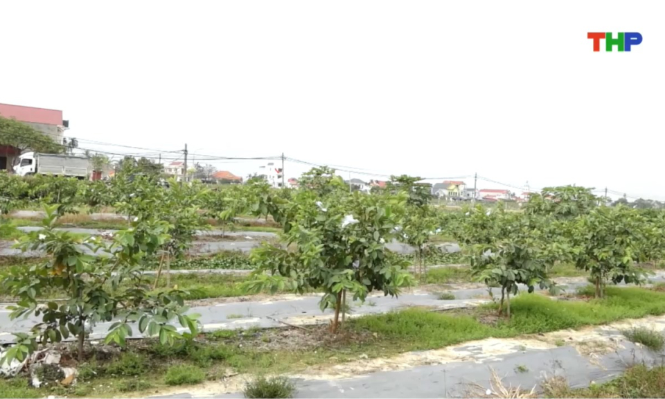 Bản tin thời sự cuối ng&agrave;y (25/01/2026)