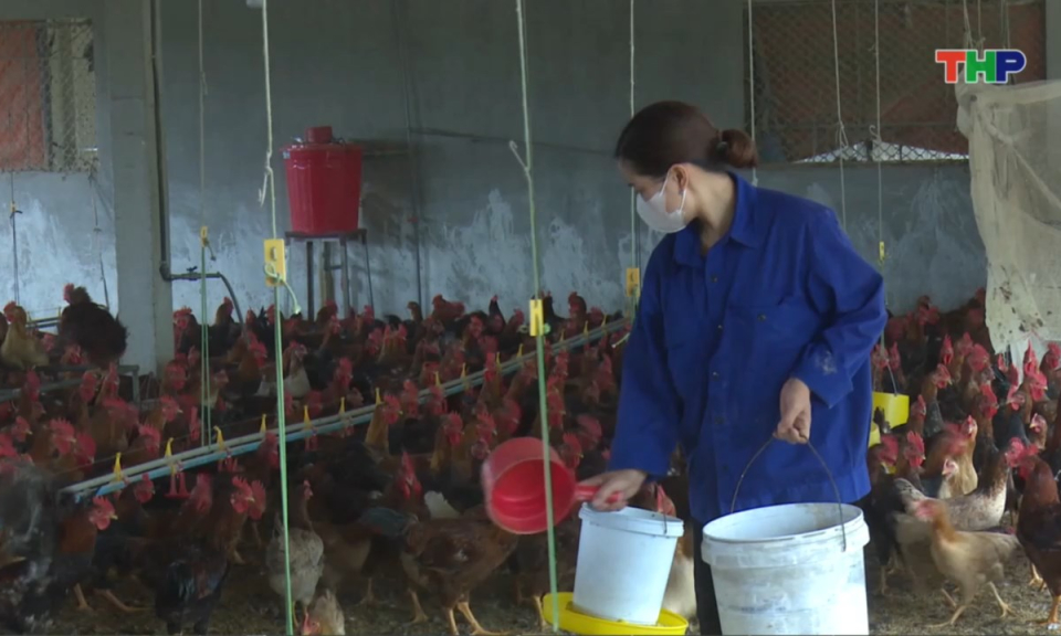 Nhịp sống 24h (26/01/2026)