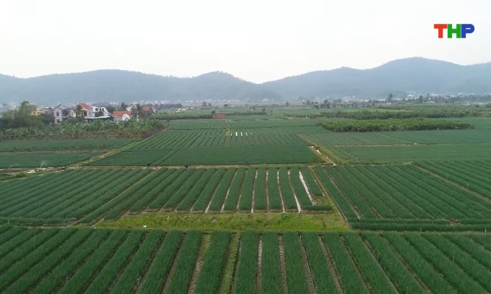 10 ph&uacute;t v&agrave;ng (26/01/2026)