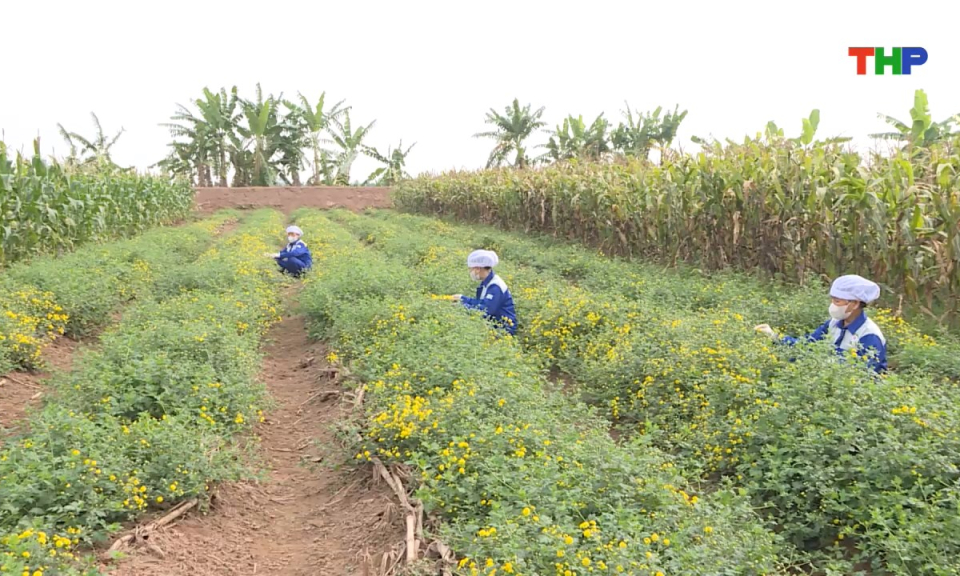 Chạm Hải Ph&ograve;ng: M&ugrave;a v&agrave;ng c&uacute;c chi