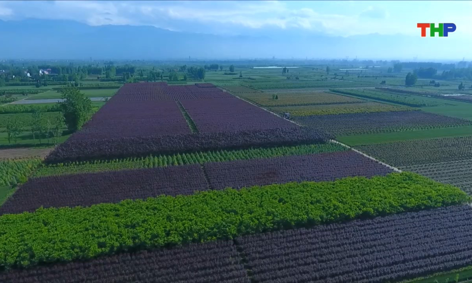 N&ocirc;ng th&ocirc;n mới Hải Ph&ograve;ng: Ph&aacute;t triển chuỗi gi&aacute; trị n&ocirc;ng nghiệp