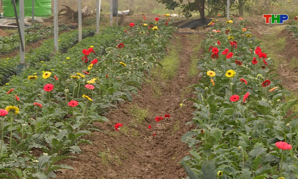 Đồng h&agrave;nh c&ugrave;ng nh&agrave; n&ocirc;ng: N&ocirc;ng d&acirc;n ph&aacute;t triển kinh tế từ nghề trồng hoa