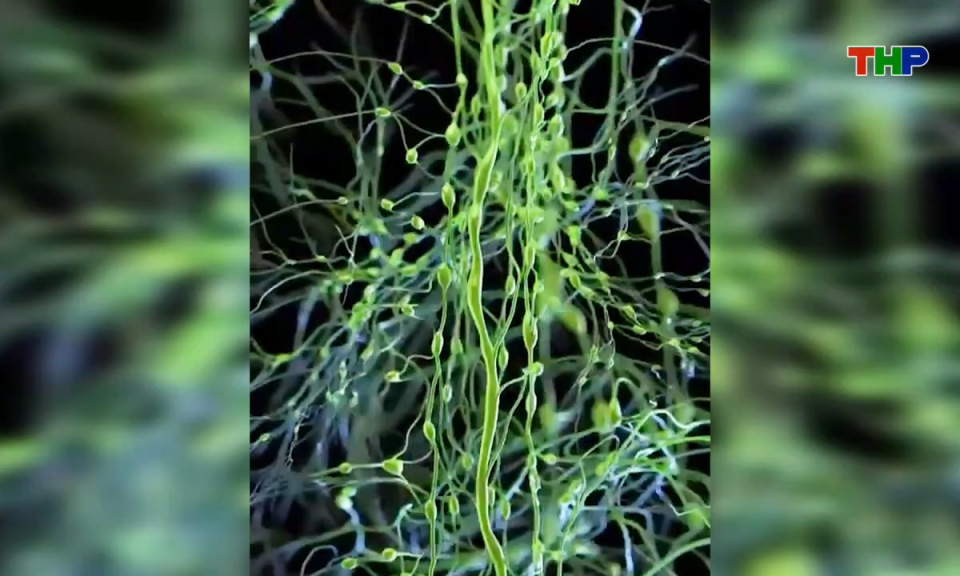 Diễn đ&agrave;n Eva: Ph&aacute;i đẹp với trị hệ bạch huyết