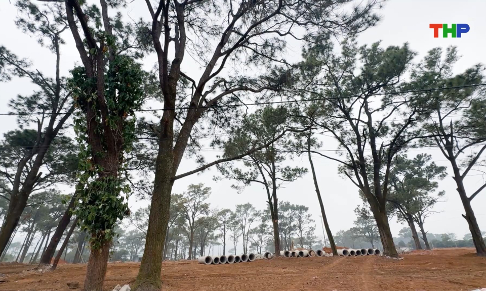 Bảo tồn rừng th&ocirc;ng tại di t&iacute;ch C&ocirc;n Sơn - Kiếp Bạc