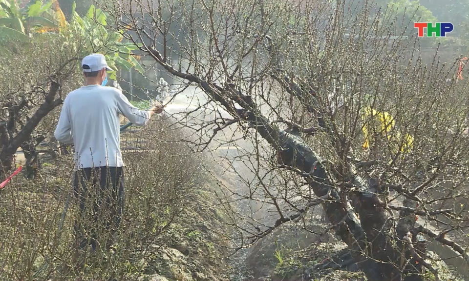 Bảo đảm nguồn cung hoa, c&acirc;y cảnh dịp Tết