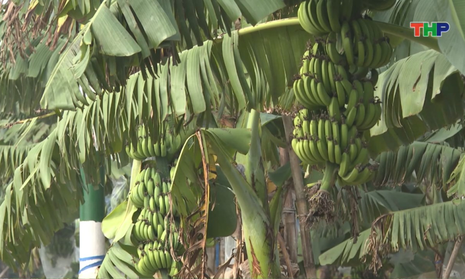 Bản tin thời sự 17h00 (29/01/2026)