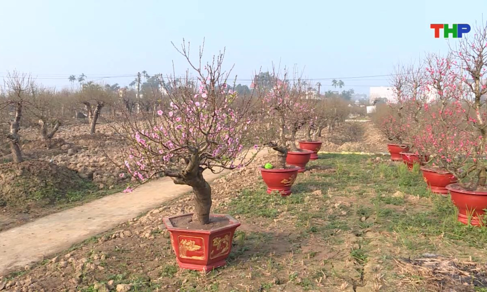 Bản tin tiếng Trung - 海防新闻 (29/01/2026)