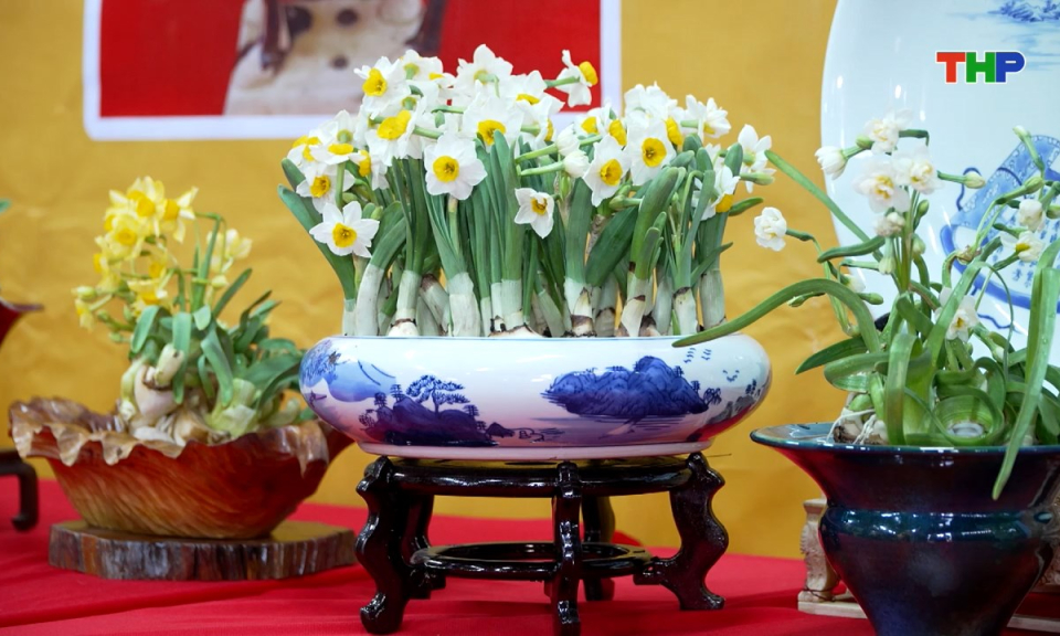 Kh&ocirc;ng gian sống: Hoa thủy ti&ecirc;n trong kh&ocirc;ng gian ng&agrave;y Tết