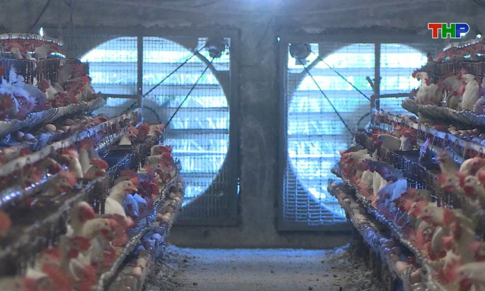 Bảo đảm nguồn cung thực phẩm dịp Tết 