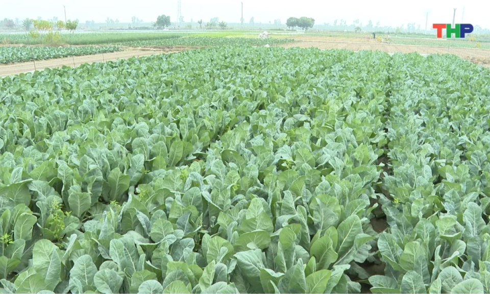 Bản tin thời sự 17h00 (02/02/2026)