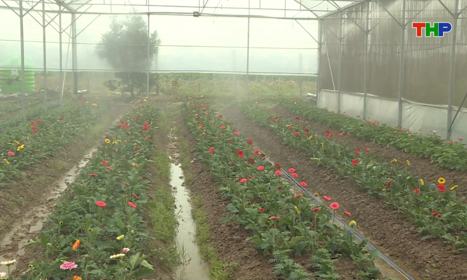 Sẵn s&agrave;ng nguồn hoa, c&acirc;y cảnh phục vụ thị trường Tết