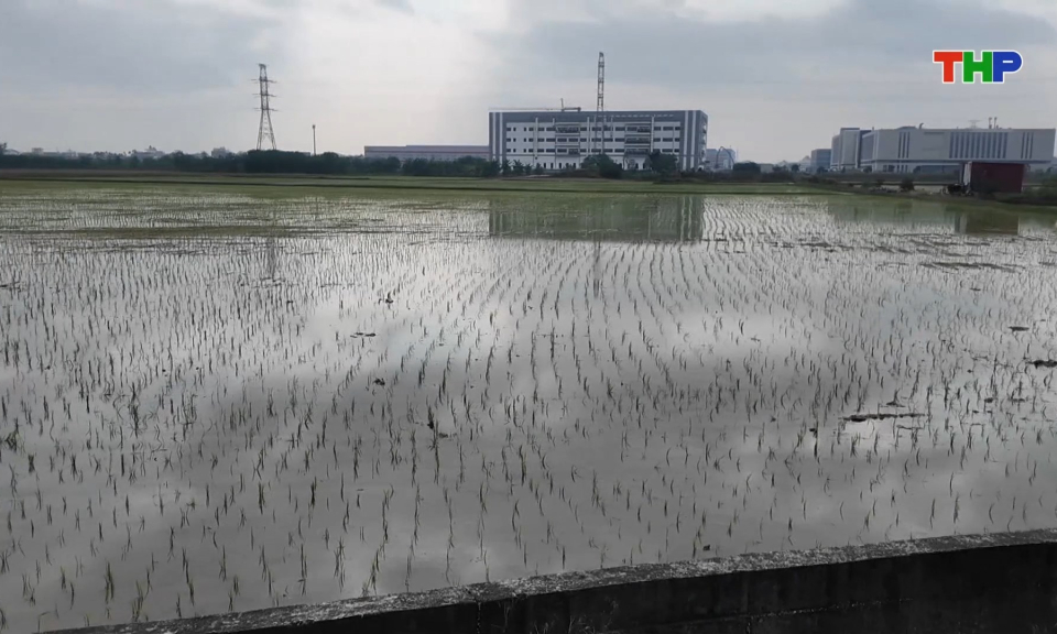 Tập trung l&agrave;m đất gieo cấy l&uacute;a vụ đ&ocirc;ng xu&acirc;n