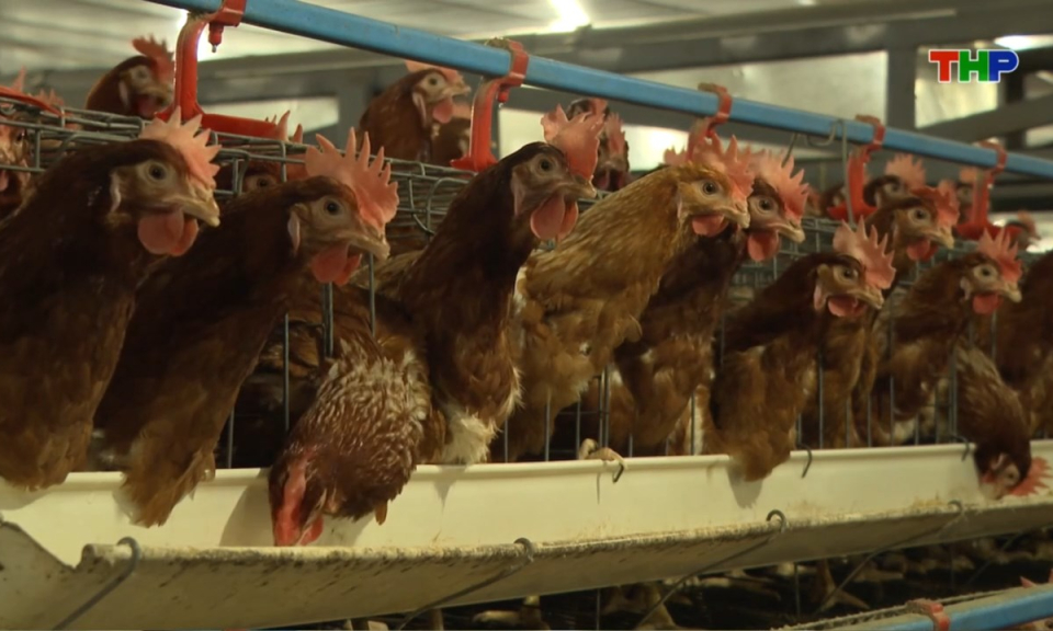 Nhịp sống 24h (06/02/2026)