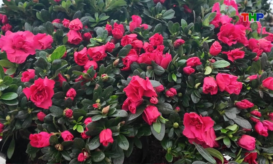 Bản tin thời sự cuối ng&agrave;y (06/02/2026)