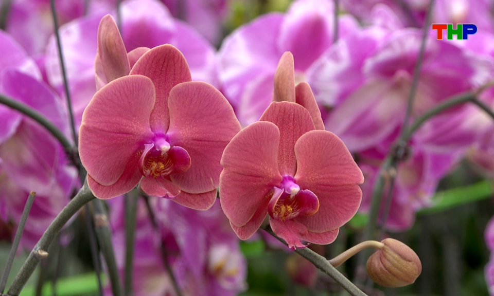 Chạm Hải Ph&ograve;ng: Cho sắc hoa lan thắm những ng&agrave;y xu&acirc;n