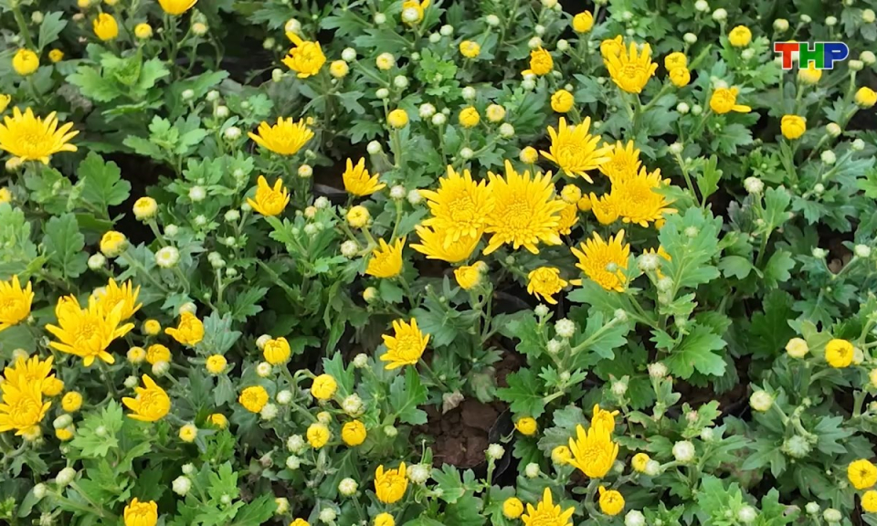 Bản tin tiếng Trung - 海防新闻 (07/02/2026)