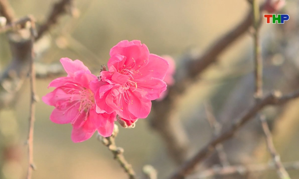 Nhịp sống 24h (08/02/2026)