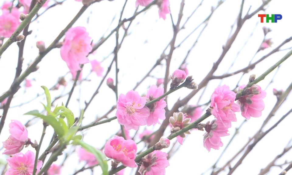 Nhịp sống 24h (10/02/2026)