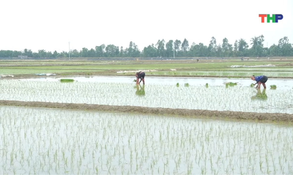 Đồng h&agrave;nh c&ugrave;ng nh&agrave; n&ocirc;ng: Chăm s&oacute;c l&uacute;a sau cấy