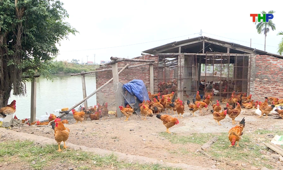 Sẵn s&agrave;ng nguồn cung gia cầm phục vụ thị trường Tết