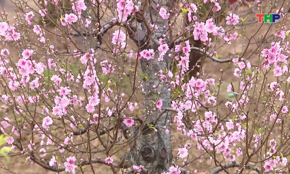 Th&uacute; chơi đ&agrave;o cổ