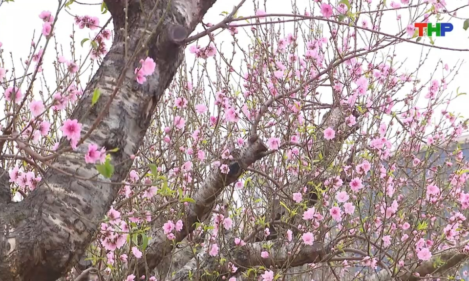 Nhịp sống 24h (11/02/2026)