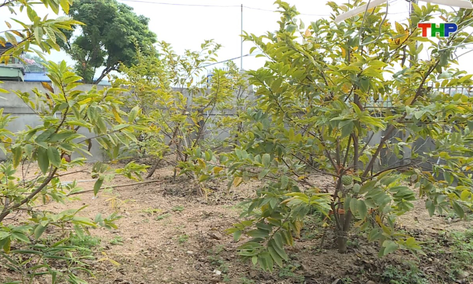 Ph&aacute;p luật v&agrave; cuộc sống: Gỡ kh&oacute; trong thực hiện cấp giấy chứng nhận quyền sử dụng đất lần đầu