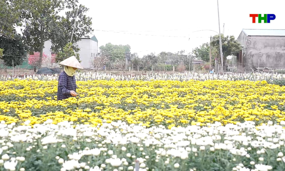 Chạm Hải Ph&ograve;ng: Về Nam S&aacute;ch thăm l&agrave;ng hoa Ph&ugrave; Liễn